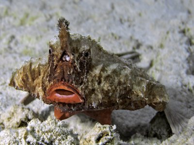 Batfish