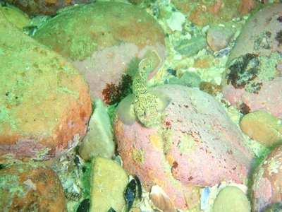 Bay Goby