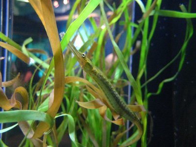 Bay Pipefish