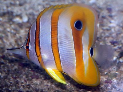 Beaked Coralfish
