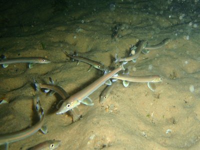 Beaked Sandfish