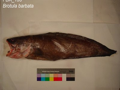 Bearded Brotula