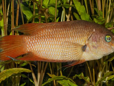 Belontia