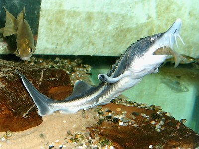 Beluga Sturgeon
