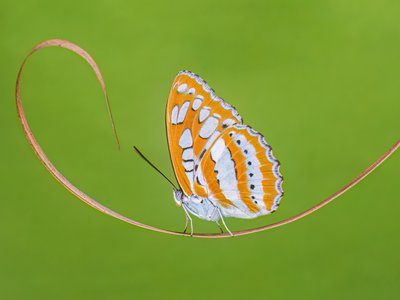 Bengal Sergeant