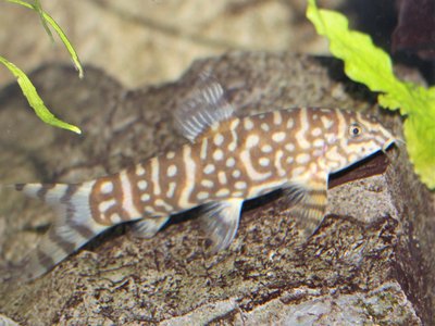 Bengali Loach