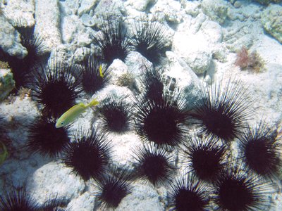Benthic Grunter