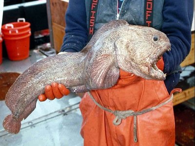 Bering Wolffish