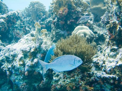 Bermuda Chub