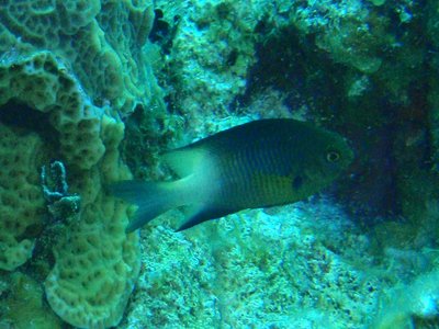 Bicolor Damselfish