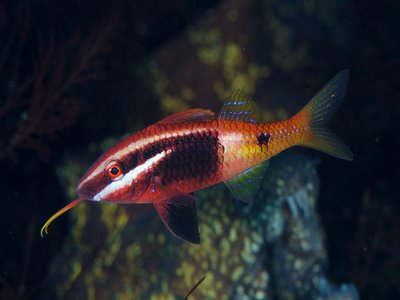 Bicolor Goatfish