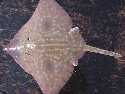 Big Skate
