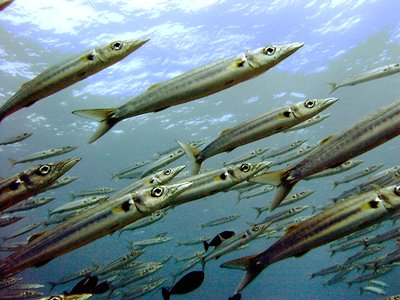 Bigeye Barracuda