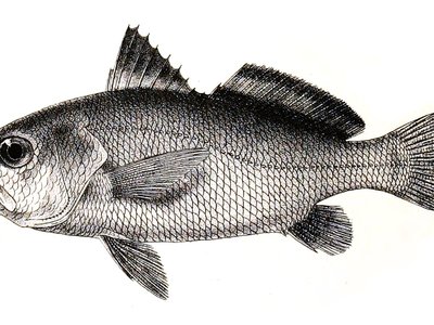 Bigeye Croaker
