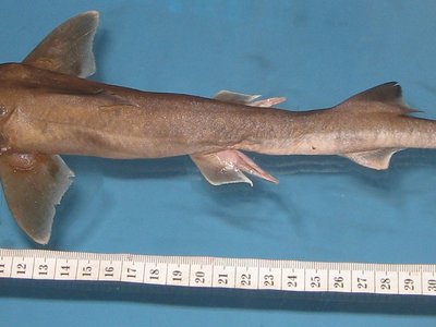 Bigeye Houndshark