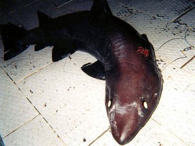 Bigeye Sand Tiger