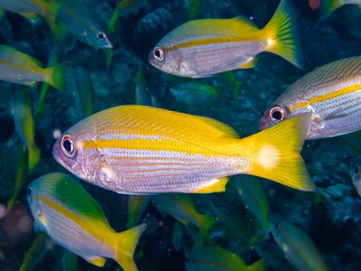 Bigeye Snapper