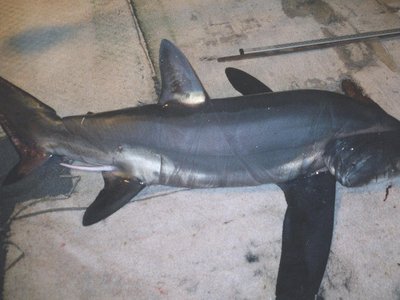 Bigeye Thresher Shark