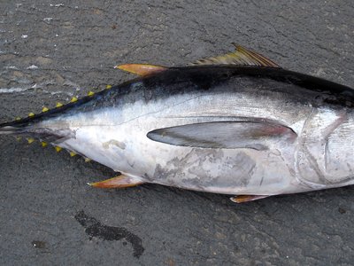 Bigeye Tuna