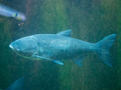 Bighead Carp