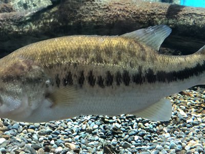 Bigmouth Bass