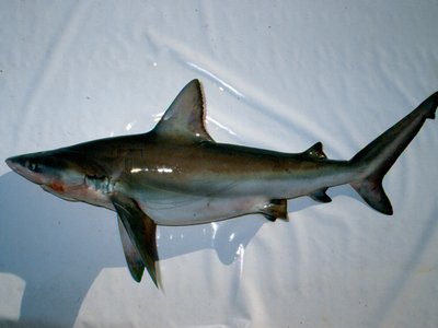 Bignose Shark