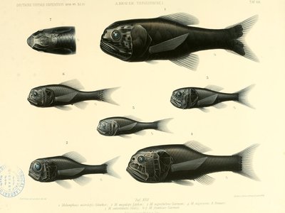 Bigscale