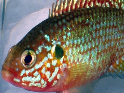 Bimaculatus Cichlid