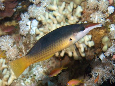 Birdfish