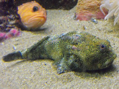Bison Fish