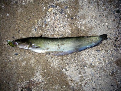 Biwa Lake Catfish