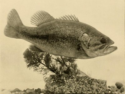 Black Banded Sea Perch