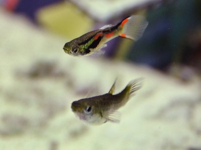 Black Bar Endler