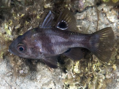 Black Cardinalfish