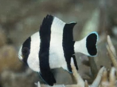 Black Damselfish