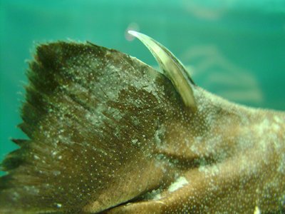 Black Dogfish