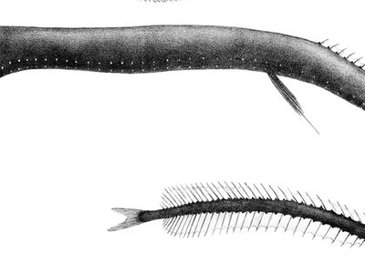 Black Dragonfish