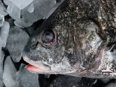 Black Drum
