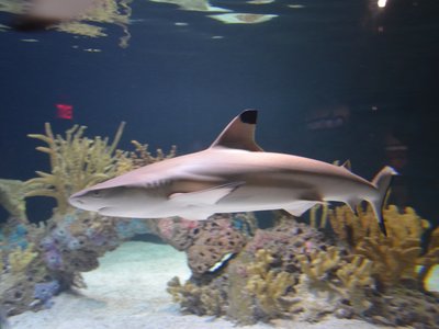 Black Fin Shark