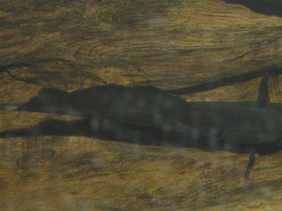 Black Ghost Knifefish