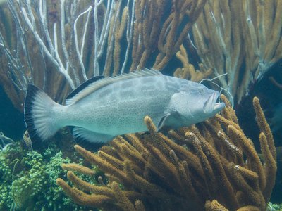 Black Grouper