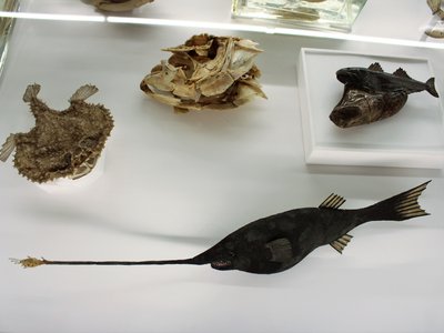 Black Handfish