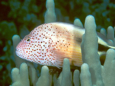 Black Hawkfish