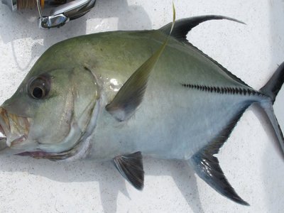 Black Kingfish