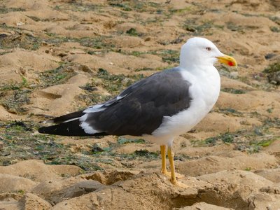 Black Margate
