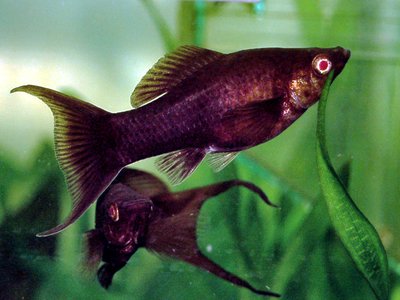 Black Molly
