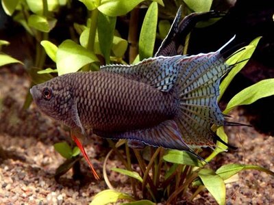 Black Paradise Fish