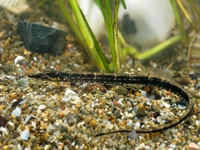 Black Pipefish