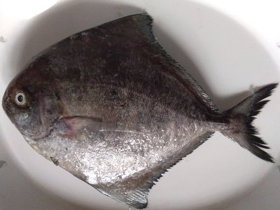 Black Pomfret
