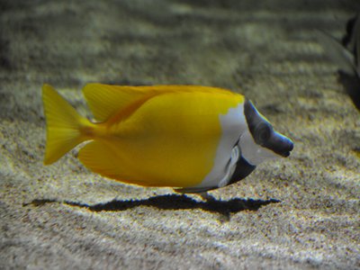 Black Rabbitfish